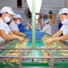 Xuất khẩu nông sản Việt năm 2016 sẽ khởi sắc nhanh